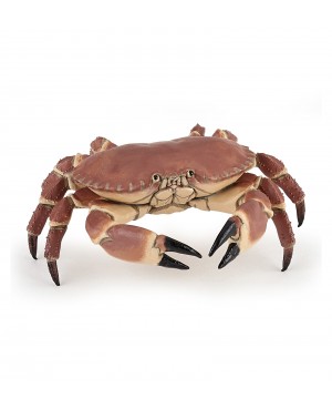 Crabe-Papo